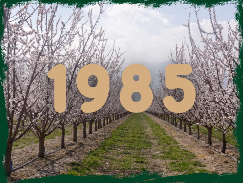 IFS Food — Dried Apricot Exporter Since 1985, Malatya Turkey