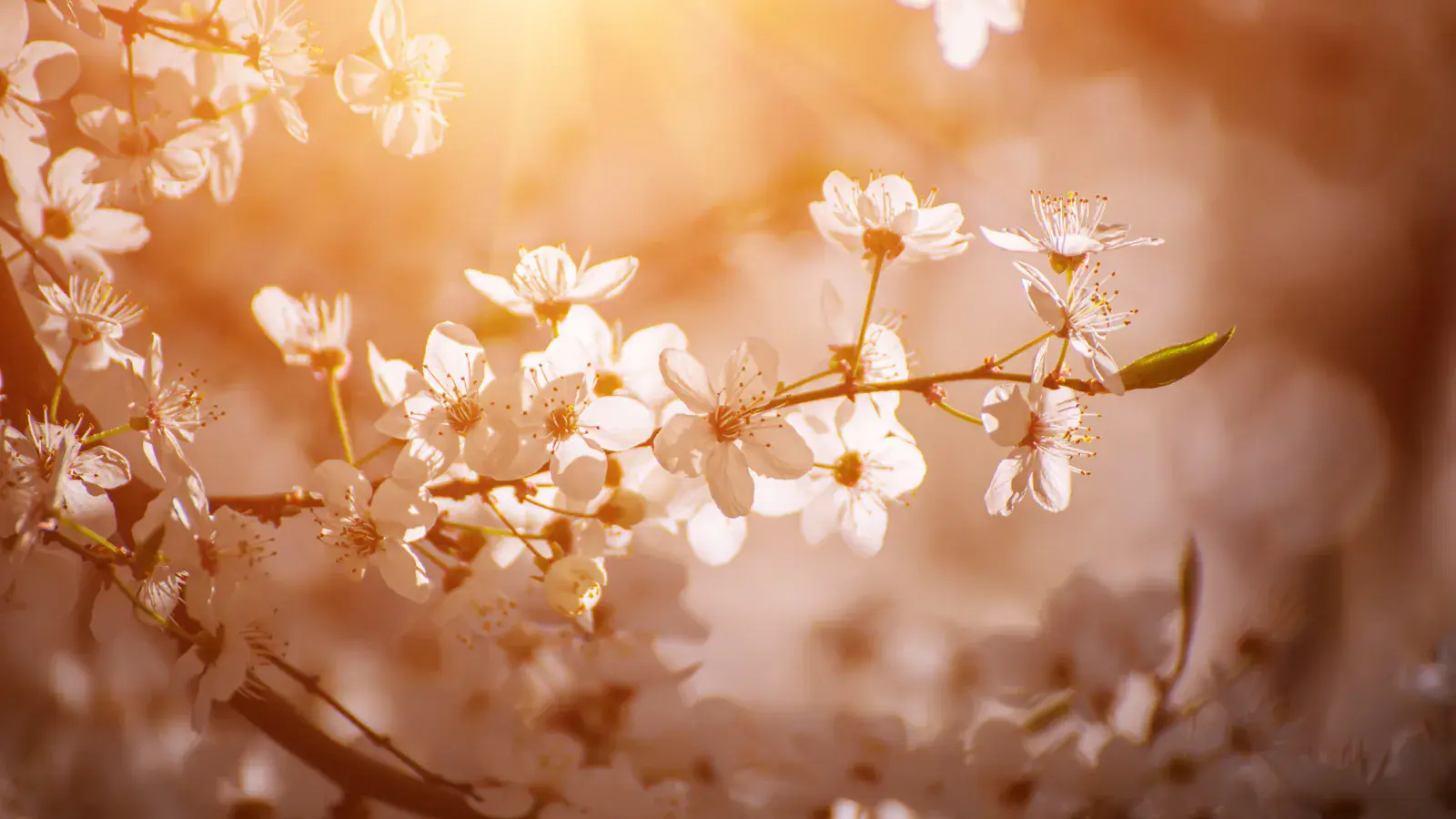 Dried Apricot Exporter Turkey — Premium Dried Apricot from Malatya